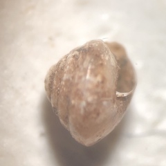 Euconulus dentatus