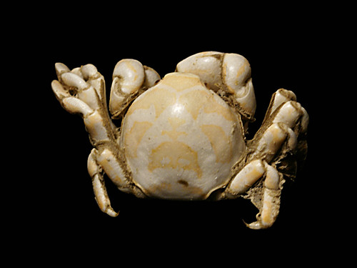 Pea Crab, photo 7 of 7