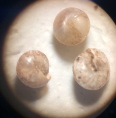 Euconulus dentatus