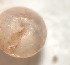 Euconulus dentatus