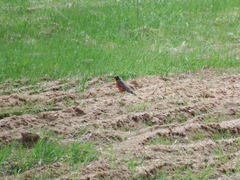 Turdus migratorius image