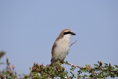 Lanius phoenicuroides