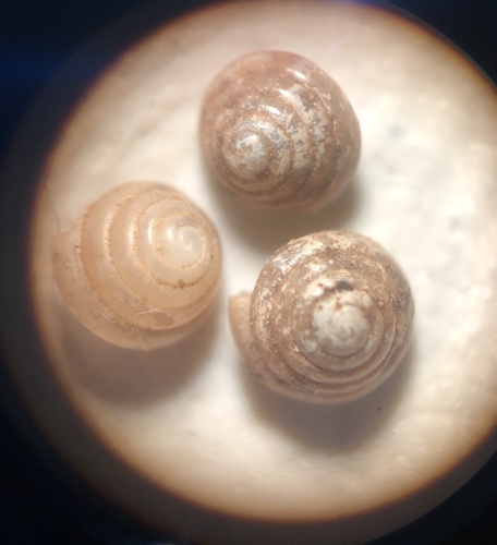 Euconulus dentatus, 2019-10-24