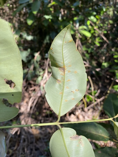 Rhodamnia australis, 2025-08-02