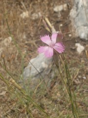 Dianthus longicaulis