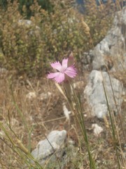 Dianthus longicaulis