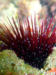 Echinostrephus aciculatus