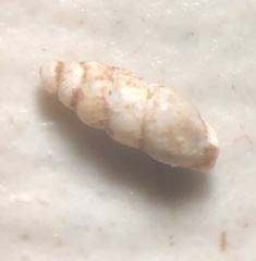 Carychium exile