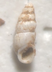Carychium exile