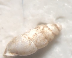 Carychium exile