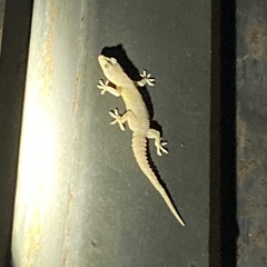 Hemidactylus murrayi