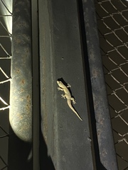 Hemidactylus murrayi