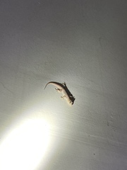 Hemidactylus murrayi