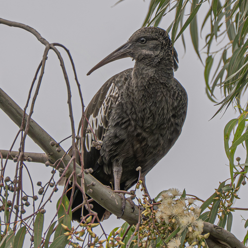 Wattled Ibis