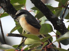 Grey-Backed Shrike photo 2