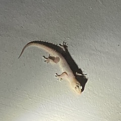 Hemidactylus murrayi