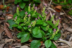 Polygala tatarinowii