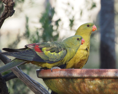 Polytelis anthopeplus