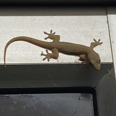 Hemidactylus frenatus