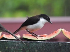 Dark-Backed Sibia photo 5