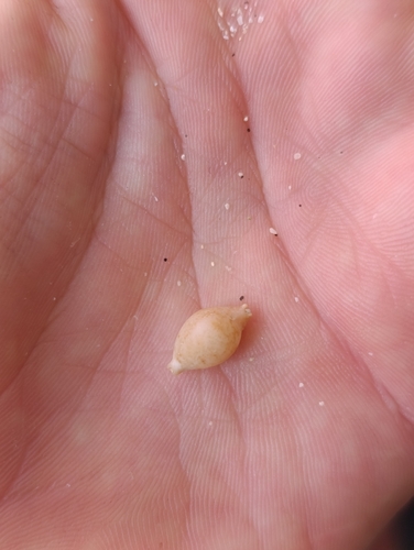Cypraea bistrinotata observed 2025-08-13