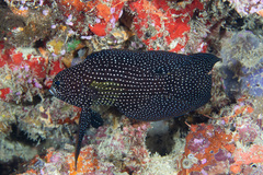 Calloplesiops altivelis