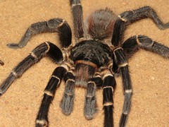 Acanthoscurria geniculata