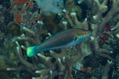 Cirrhilabrus punctatus