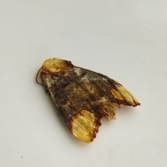 Buff-tip
