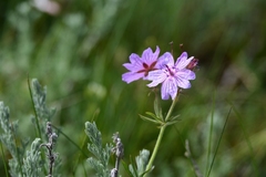 Geranium linearilobum