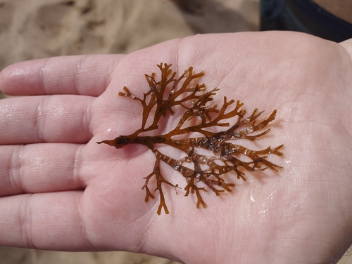 Gymnogongrus crenulatus, 2025-08-18