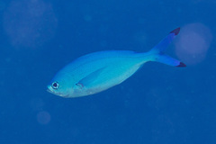 Caesio lunaris