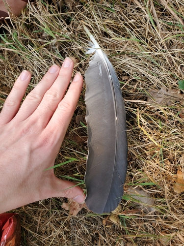 Plume de Héron cendré