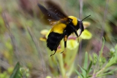 Bombus melanurus