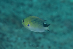 Pomachromis richardsoni