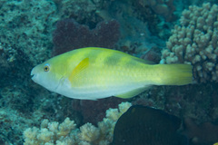 Scarus dimidiatus