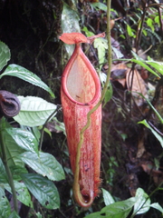 Nepenthes gymnamphora