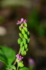 Polygala tatarinowii