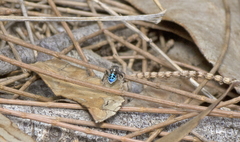 Maratus nigromaculatus
