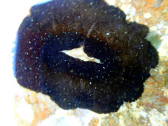 Scutus sinensis