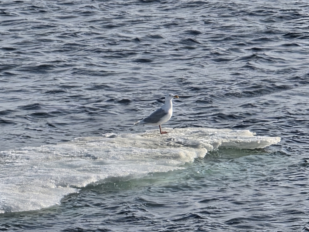 Vega × Glaucous Gull