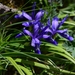 Iris ruthenica brevituba - Photo (c) Илья Сухов, some rights reserved (CC BY-NC), uploaded by Илья Сухов