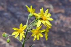 Ligularia narynensis