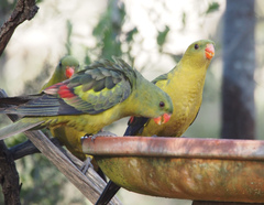 Polytelis anthopeplus