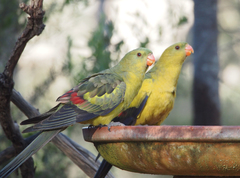 Polytelis anthopeplus