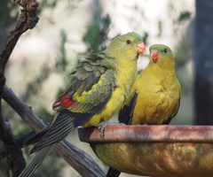 Polytelis anthopeplus