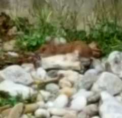 Apodemus flavicollis