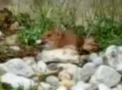 Apodemus flavicollis