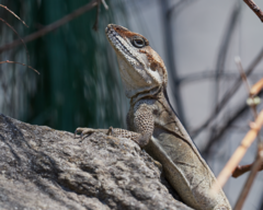 Laudakia tuberculata