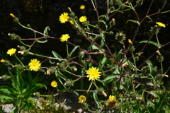 Picris hieracioides morrisonensis
